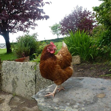 Kidwelly Farmhouse B&B Eksteriør billede